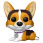POP - POP Television - Cute pets - 16 - Corgi